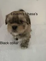 AKC Buddy , a male Lhasa Apso for sale in Tomah, WI – Photo 2 of 3