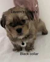 AKC Buddy , a male Lhasa Apso for sale in Tomah, WI – Photo 3 of 3