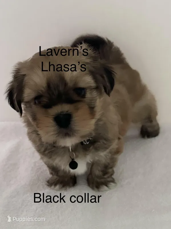 AKC Buddy  – Lhasa Apso puppy for sale in Tomah, WI