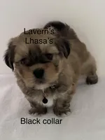 AKC Buddy , a male Lhasa Apso for sale in Tomah, WI – Photo 1 of 3