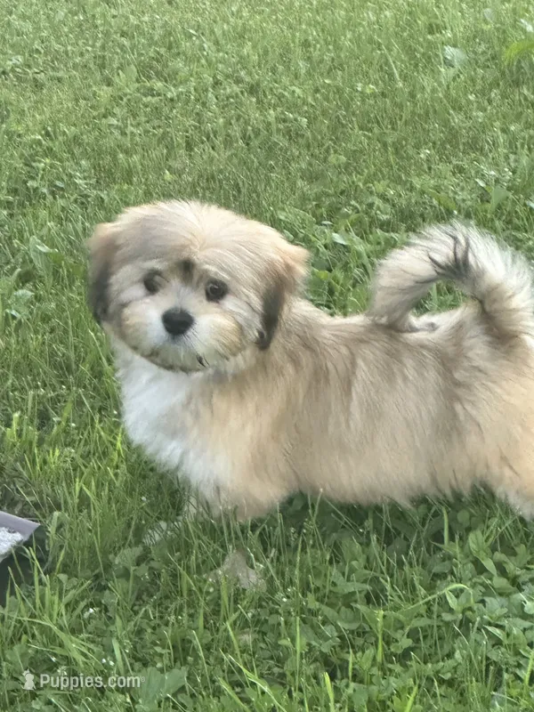 AKC Charlie  – Lhasa Apso puppy for sale in Tomah, WI