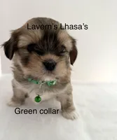 AKC Charlie , a male Lhasa Apso for sale in Tomah, WI – Photo 3 of 3