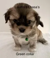 AKC Charlie , a male Lhasa Apso for sale in Tomah, WI – Photo 2 of 3