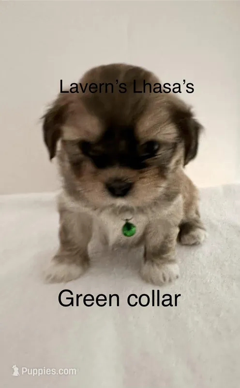 AKC Charlie  – Lhasa Apso puppy for sale in Tomah, WI