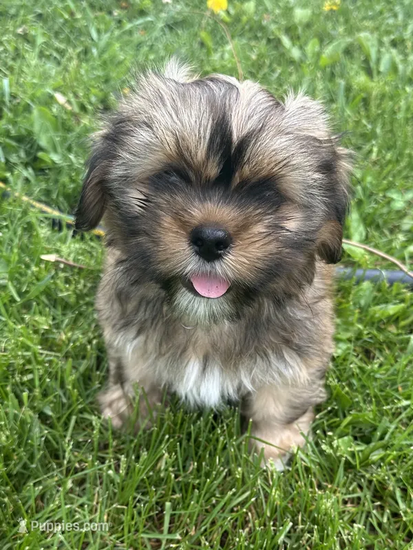 AKC Rex – Lhasa Apso puppy for sale in Tomah, WI