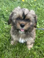 AKC Rex, a male Lhasa Apso for sale in Tomah, WI – 1 of 5