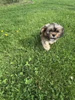 AKC Rex, a male Lhasa Apso for sale in Tomah, WI – 4 of 5