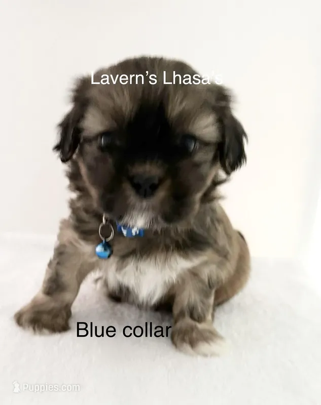 AKC Rex – Lhasa Apso puppy for sale in Tomah, WI