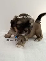 AKC Rex, a male Lhasa Apso for sale in Tomah, WI – Photo 3 of 3