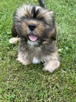 AKC Rex, a male Lhasa Apso for sale in Tomah, WI – 3 of 5