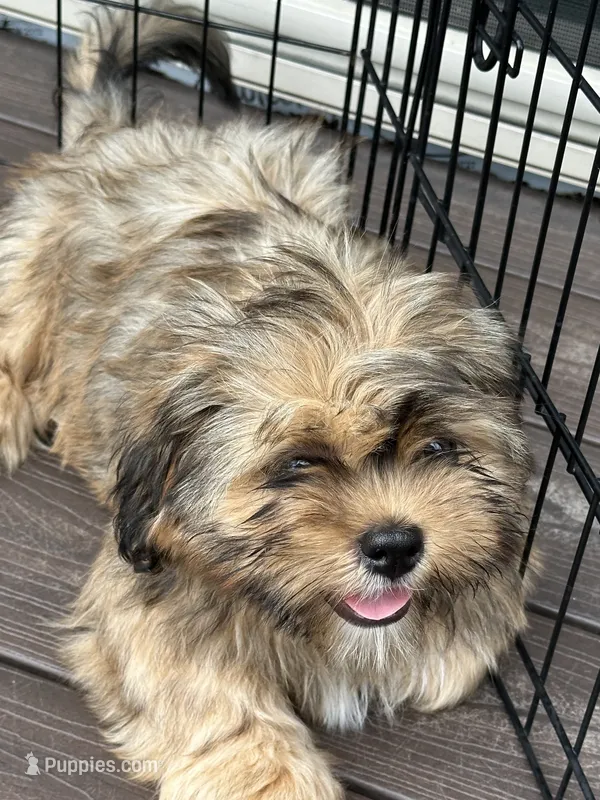 AKC Rex – Lhasa Apso puppy for sale in Tomah, WI