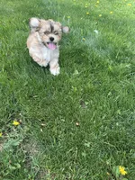 AKC Charlie , a male Lhasa Apso for sale in Tomah, WI – 5 of 6