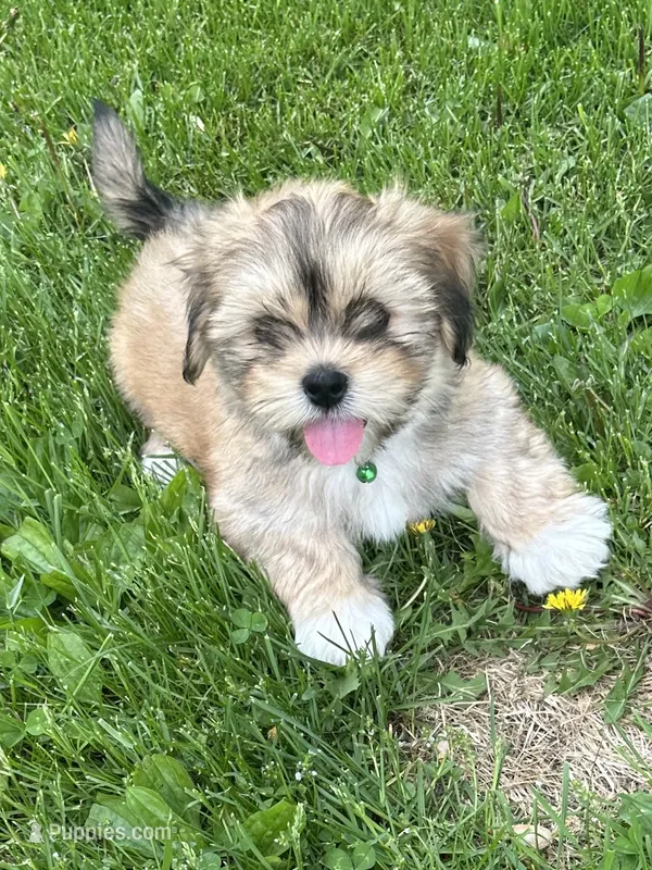 AKC Charlie  – Lhasa Apso puppy for sale in Tomah, WI