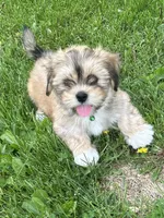 AKC Charlie , a male Lhasa Apso for sale in Tomah, WI – 1 of 6