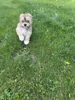 AKC Charlie , a male Lhasa Apso for sale in Tomah, WI – 6 of 6