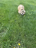 AKC Charlie , a male Lhasa Apso for sale in Tomah, WI – 3 of 6
