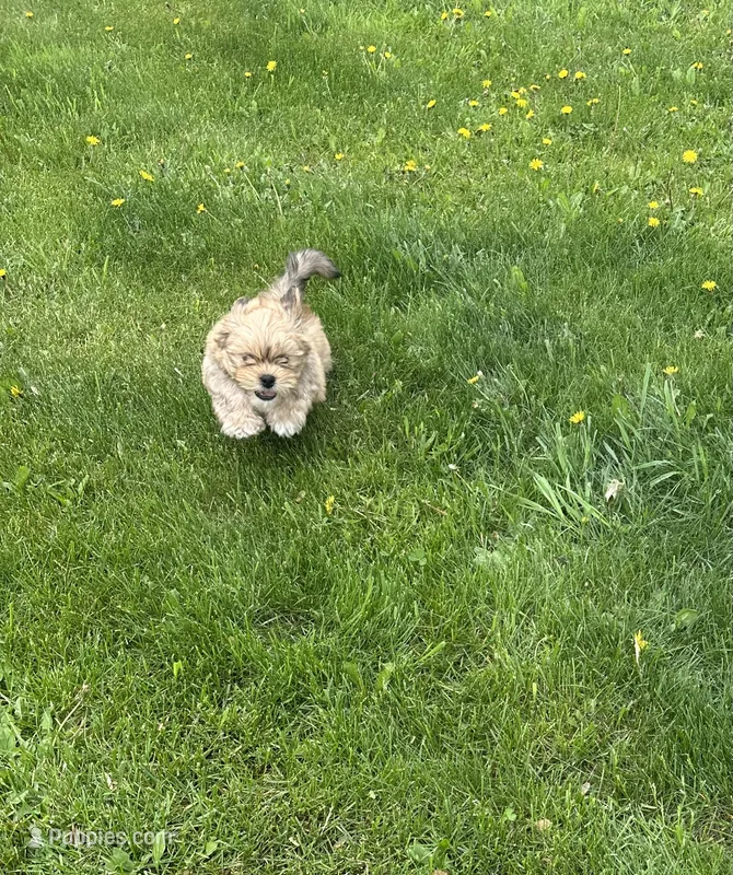 AKC Buddy  – Lhasa Apso puppy for sale in Tomah, WI