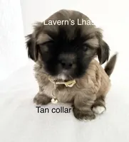 AKC Teddy, a male Lhasa Apso for sale in Tomah, WI – Photo 3 of 3