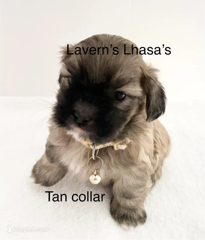 AKC Teddy – Lhasa Apso puppy for sale in Tomah, WI