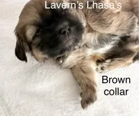 AKC Rocky, a male Lhasa Apso for sale in Tomah, WI – Photo 2 of 3