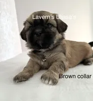 AKC Rocky, a male Lhasa Apso for sale in Tomah, WI – Photo 3 of 3