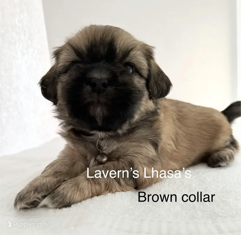 AKC Rocky – Lhasa Apso puppy for sale in Tomah, WI