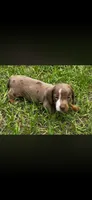 7 Week Old Dapple Male, a male Miniature Dachshund for sale in Nashville, GA – 5 of 6