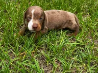 7 Week Old Dapple Male, a male Miniature Dachshund for sale in Nashville, GA – 4 of 6