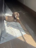 8 Week Old Dapple Male, a male Miniature Dachshund for sale in Nashville, GA – 1 of 10