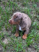 7 Week Old Dapple Male, a male Miniature Dachshund for sale in Nashville, GA – 2 of 6