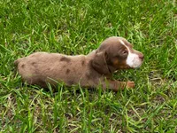 7 Week Old Dapple Male, a male Miniature Dachshund for sale in Nashville, GA – 6 of 6