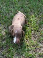7 Week Old Dapple Male, a male Miniature Dachshund for sale in Nashville, GA – 3 of 6