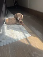 8 Week Old Dapple Male, a male Miniature Dachshund for sale in Nashville, GA – 2 of 10