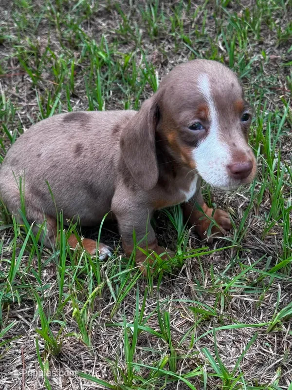 7 Week Old Dapple Male – Miniature Dachshund puppy for sale in Nashville, GA