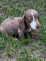 7 Week Old Dapple Male, a male Miniature Dachshund for sale in Nashville, GA – 1 of 6