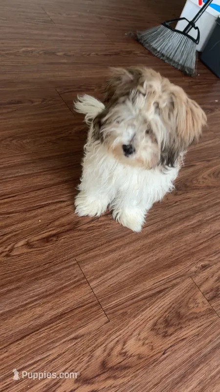 Ice – Maltese, Shih Tzu puppy for sale in 