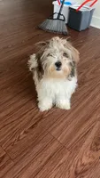 Ice, a male Maltese and Shih Tzu for sale in ,  – 2 of 2