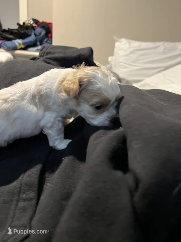 Storm – Shihpoo puppy for sale in Alton Bay, NH