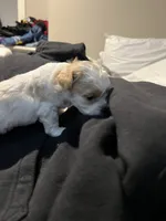 Storm, a male Shihpoo for sale in Alton Bay, NH – 1 of 4