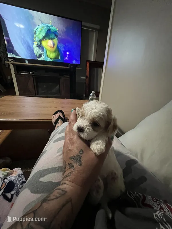 Storm – Shihpoo puppy for sale in Alton Bay, NH