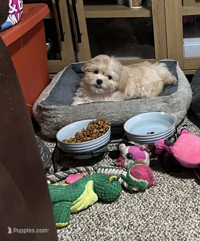Rain – Shihpoo puppy for sale in Alton Bay, NH