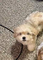 Munchy, a male Shihpoo for sale in Alton Bay, NH – 3 of 10