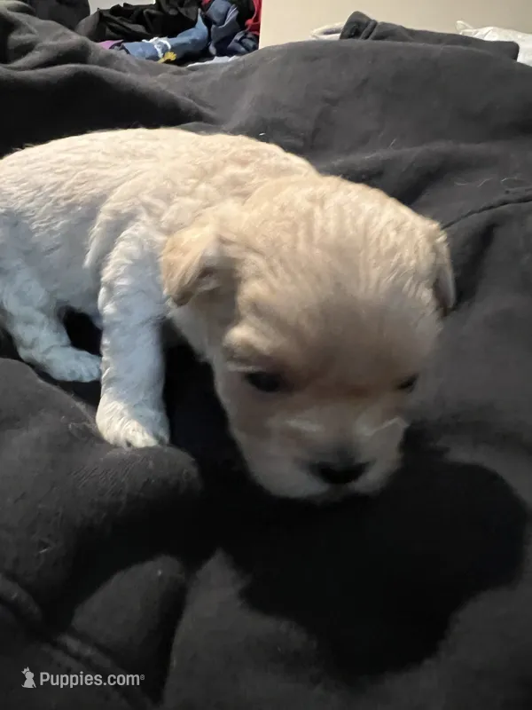 Rain – Shihpoo puppy for sale in Alton Bay, NH