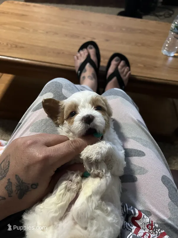 Raven – Shihpoo puppy for sale in Alton Bay, NH