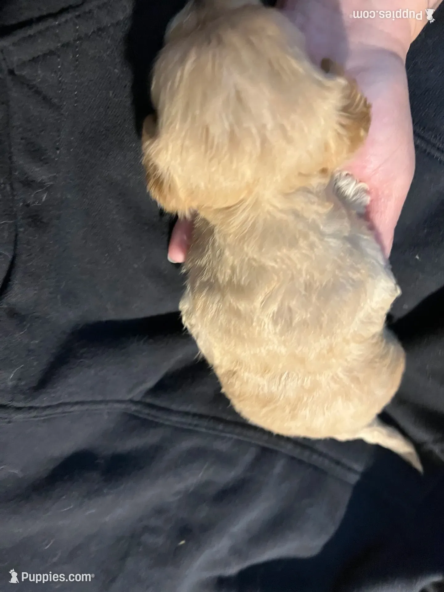 Rain, a male Shihpoo for sale in Alton Bay, NH – 9 of 10