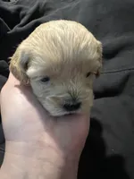 Rain, a male Shihpoo for sale in Alton Bay, NH – 6 of 6