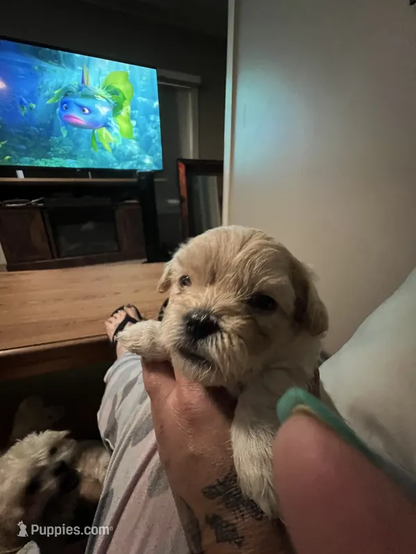 Rain – Shihpoo puppy for sale in Alton Bay, NH