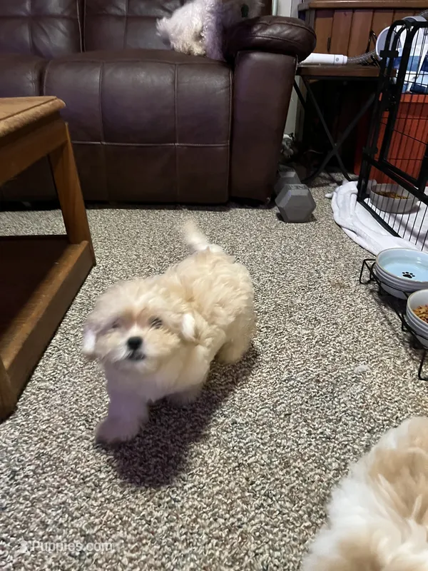 Rain – Shihpoo puppy for sale in Alton Bay, NH