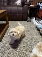 Munchy, a male Shihpoo for sale in Alton Bay, NH – 2 of 10