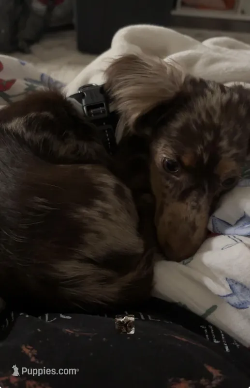 Bourbon – Miniature Dachshund puppy for sale in Gallatin, TN